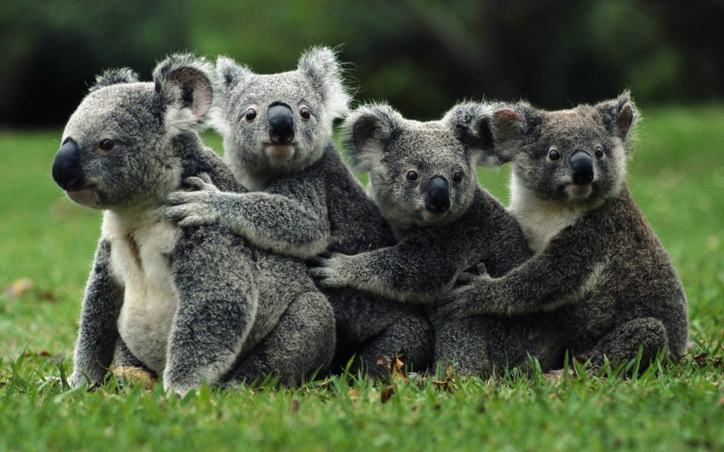 Coalas estão funcionalmente extintos alerta fundação australiana O