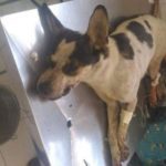 ﻿Após repercussão pela morte da cadela, Carrefour cria ações e cartilha de práticas com animais.