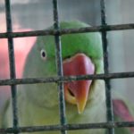 Mil animais silvestres são apreendidos no DF