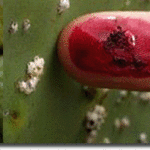 Você conhece o Dactylopius coccus, também conhecido como Cochonilha?