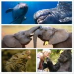 Linguagem Animal