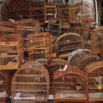 Operação contra tráfico de animais prende mais de 20 pessoas na Zona da Mata e apreende mais de 300 ...
