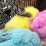 Coelhos não são presentes nem decoração de Páscoa.