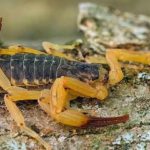 Infestação de escorpiões em diversos Estados do Brasil