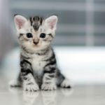 Governo dos EUA é acusado de comprar cães e gatos para alimentar filhotes em pesquisa desnecessária.