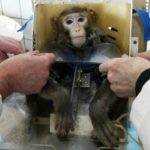 Estatuto dos Animais é pauta da Comissão de Assuntos Econômicos.