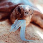 ﻿Triplica número de tartarugas mortas anualmente por lixo nos Lençóis Maranhenses.