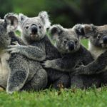 Coalas estão funcionalmente extintos, alerta fundação australiana