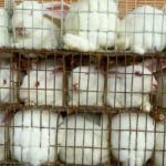 Matadouro na China esfola coelhos vivos para produzir roupas e acessórios de pele