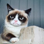 Morre Grumpy Cat, gata 'rabugenta' que se tornou uma lenda da internet
