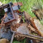 Apicultores brasileiros encontram meio bilhão de abelhas mortas em três meses