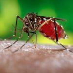 Rio de Janeiro registra aumento de 80% nos casos de chikungunya