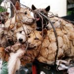 Festival de Yulin: Começa o massacre anual de cães e gatos cozidos vivos