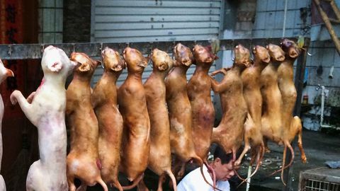 Gatos mortos no Festival de Yulin na China