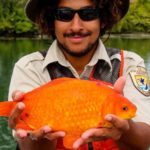 Peixinho dourado vira peixão após ser jogado pela privada e parar em rio nos EUA