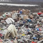 Urso polar faminto busca alimento em cima de montanha de lixo na Sibéria