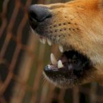 Homem desaparecido na verdade foi completamente comido pelos seus próprios cães