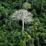 Fundo da Amazônia em risco de extinção devido a políticas do governo Bolsonaro