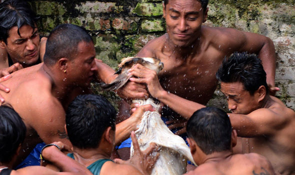 Homens torturando uma cabra fêmea no Festival Deopokhari em  Khokana 
