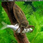 Lethocerus: A barata-d'água gigante que pode comer tartarugas, patinhos e até cobras