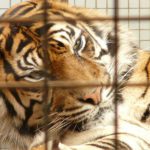 Tigres matam seu domador em circo na Itália