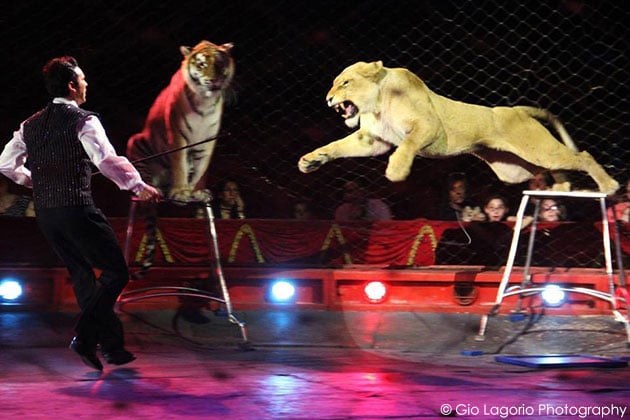 Domador de circo com dois tigres