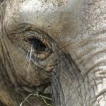 Governo da Namíbia autoriza abate de elefante e causa revolta de ativistas