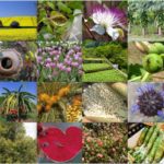 12 Vegetais que crescem de forma diferente da qual você imagina