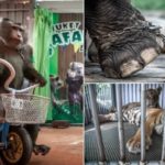 Circo dos horrores: animais forçados a se exibirem para turistas