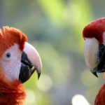 População de animais em florestas cai pela metade desde 1970