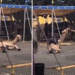 The Big E: Abuso animal em feira agrícola no  Massachusetts