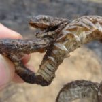 'Animais carbonizados e silêncio no lugar do verde e som de pássaros': biólogo descreve cenário deso...