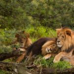 Zoo alemão foi destaque em semana do Orgulho Gay: 'É importante falar da homoafetividade no reino an...