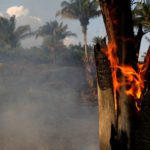 Amazônia em chamas: Prefeito de NY critica Bolsonaro, Madonna pede ajuda pela floresta e Macron cham...