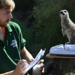 Zoo de Londres começa sua mais árdua tarefa anual: A pesagem de 19.000 animais, de girafas as formig...