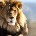 Extintos em dezenas de países, leões agora estão ameaçados em seu principal reino