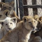 “Vinho de ossos” - A exploração de leões e tigres
