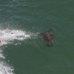Tartarugas nadam ao lado de surfistas no Rio de Janeiro