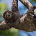 Por que a evolução levou as preguiças a viverem em câmera lenta