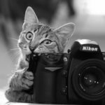 Animais vs Fotógrafos: Por um mundo com mais câmeras e menos armas.