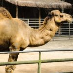 Mulher morde testículos de dromedário para se livrar do animal nos EUA