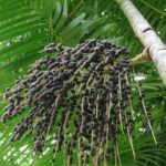 Euterpe oleracea - Saiba mais sobre o açaí
