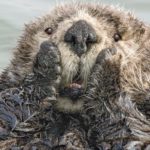 Comedy Wildlife Photography Awards: O concurso de fotos cômicas de animais