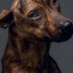 Fotógrafo faz retratos emocionantes de cães poucas horas antes de serem mortos em canis de Taiwan