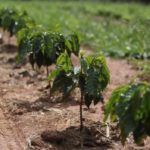 Como uso de agrotóxicos sem orientação e proteção põe agricultores brasileiros em risco