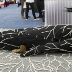 Trajes de cogumelos. A morte ecológica.