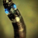 'Neoceroplatus betaryiensis': Primeiro inseto sul-americano que emite luz azul descoberto