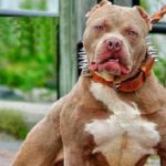Gangue faz pitbull arrancar pênis de homem suspeito de estupro