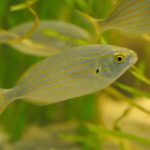 Sarpa salpa ou Salema porgy: O peixe alucinógino