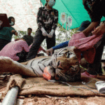 Dezenas de tigres resgatados de templo na Tailândia morrem